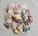 Beach Sea Shells in Mixed Colors, Approx. 50pcs Sizes 1