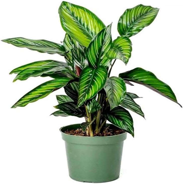 American Plant Exchange Calathea Beauty Star Pet Friendly Live Plant, 6" Pot, Green, Yellow