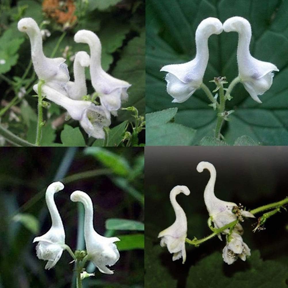 WskLinft 100Pcs Rare Swan Shape Flower Seeds Ornamental Plant Garden Yard Bonsai Decor for Planting for Indoor and Outdoor All Seeds are Heirloom, 100% Non-GMO! Flying Duck Orchid Seeds