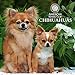 Chihuahuas 2015