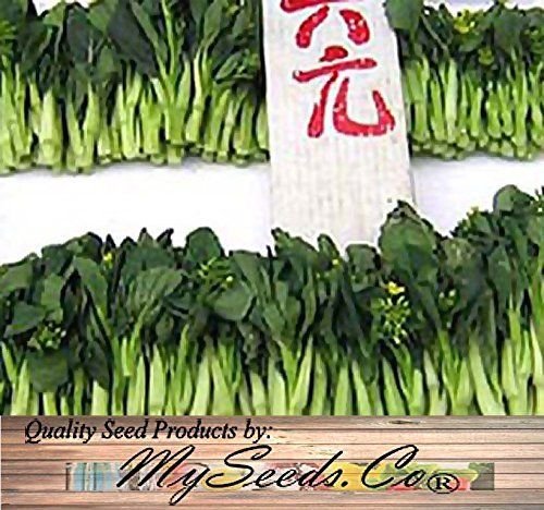Big Pack - Choy Sum Brassica Vegetable (10,000+) Seeds - Excellent TSOI SIM Choy