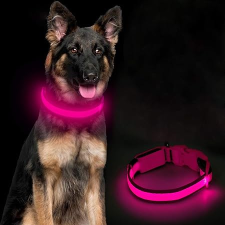 light up dog accessories