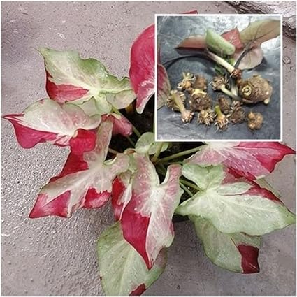 نتیجه تصویری برای Enterobacteriaceae Leaf spot and bacterial soft rot"