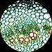 AmScope PS200A Prepared Microscope Slide Set for Basic Biological Science Education, 200 Slides, Set A, Includes Fitted Wooden Case