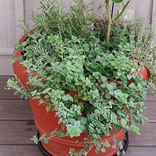 Bonnie Plants Greek Oregano Live Herb Plants 4 Pack, Perennial in