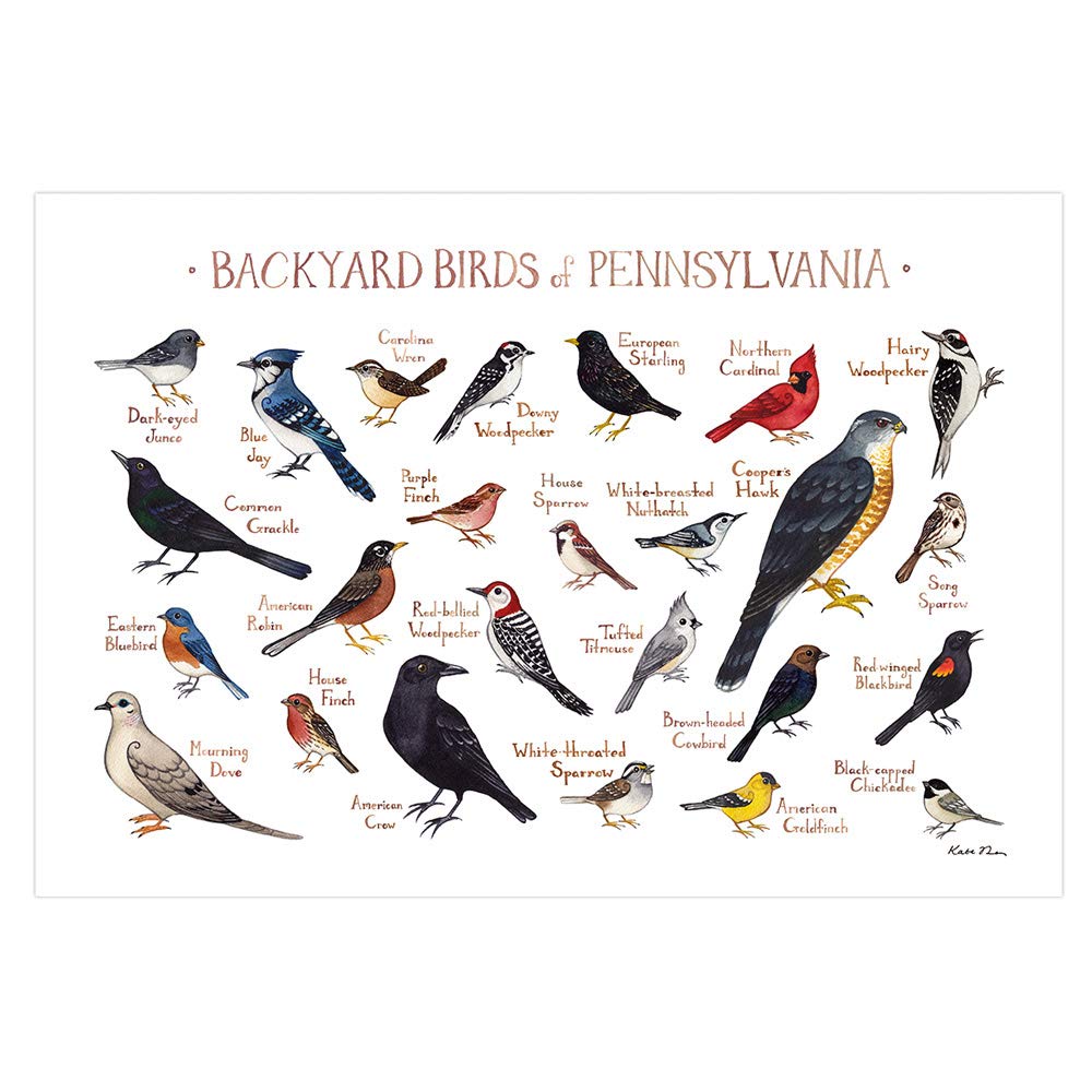 Amazon Com Backyard Birds Of Pennsylvania Field Guide Art Print Handmade