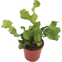 Amazon.com : Epiphyllum (Curly Sue) Orchid Cactus -4'' from ...