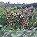 Wananfu - Rose Buds Dried from Snow Mountain, Rosebud Tea/Red Rose Flower Buds Tea, Dried Rose Buds Loose Leaf 金边玫瑰 8.8oz