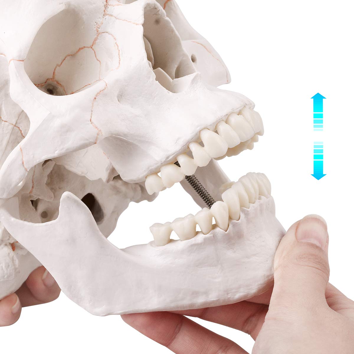 LYOU Human Skull Model, Life Size Human Skull Head, Model Human Anatomy Head Skeleton Model for Learning, (Line Painted Skull)