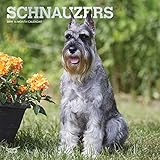 Schnauzers 2019 12 x 12 Inch Monthly Square Wall Calendar with Foil Stamped Cover, Animals Dog Breed by