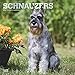 Schnauzers 2019 12 x 12 Inch Monthly Square Wall Calendar with Foil Stamped Cover, Animals Dog Breed by