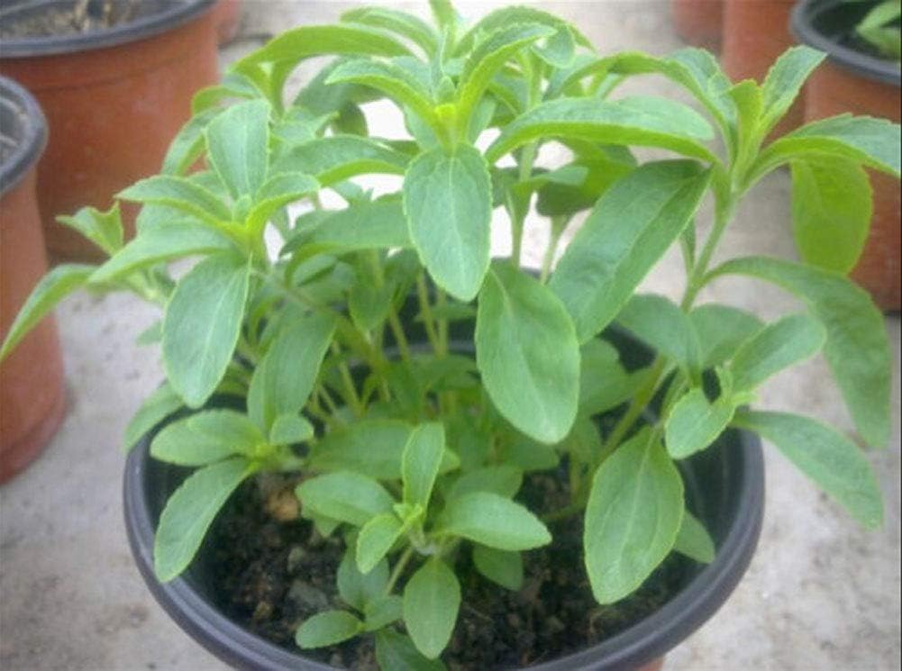 100pcs Semillas de Stevia, Semiilas Flores Flor Seeds Planta ...