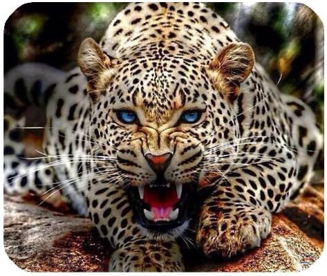 iFUOFF Animal Design Leopard Roar Mousepad Rubber Mouse Pad 220mm x 180mm