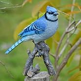 Hi-Line Gift Ltd Blue Jay on Branch Statue