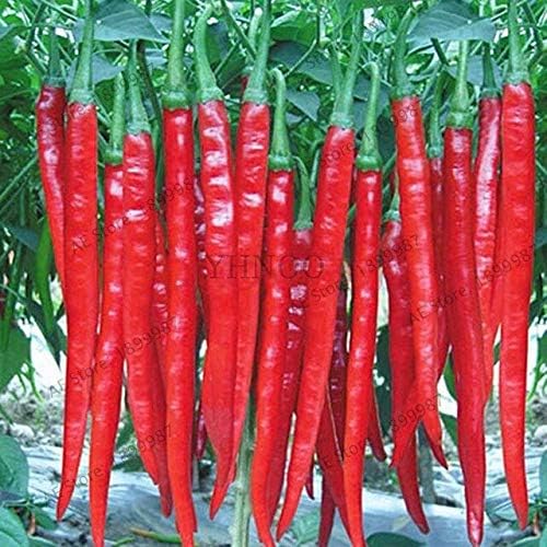 Bra Hot - 200 Pcs Mixed Yellow Puple Red Green White Mix Sweet Bell Hot Pepper Bonsai Vegetables Paprika, Plant for Home Garden(Seed) - by Abuldahi