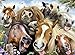 Ravensburger Horse Selfie Jigsaw Puzzle (500 Piece)