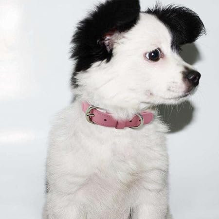 Yudote Echtes Leder Hundehalsband mit Polyester Gurtband für Welpen Kleine Mittel Große Rassen
