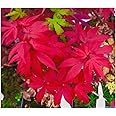 Little Red Dwarf Japanese Maple- Brick Red Leaves on a Tight Compact Maple 2 - Year Live Plant