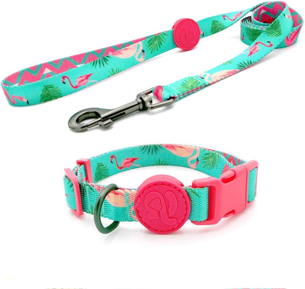 fun dog collars and leashes