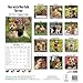 Norwich / Norfolk Terrier Calendar - Breed Specific Norwich / Norfolk Terrier Calendar - 2015 Wall calendars - Dog Calendars - Monthly Wall Calendar by Avonside