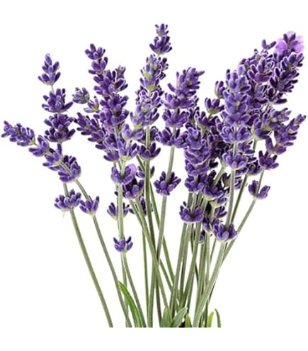 Amazon.com : 4 Phenomenal Lavender Plants in 4 Inch Pots : Patio, Lawn &  Garden