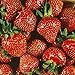 Quinalt Everbearing Strawberry 25 Bare Root Plants - Huge Fruit Size