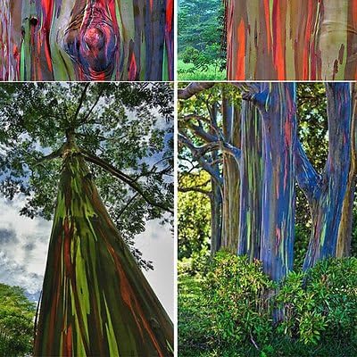 Amazon Com Hawaii Rainbow Eucalyptus Tree 50 Seeds Ornamental Tree Garden Outdoor