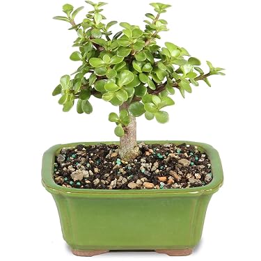 fukien tea bonsai care Fukien Tea Bonsai 18+ Years main image 0