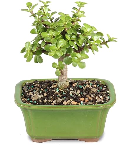 Amazon.com: Brussel's Bonsai - Live Gardenia Bonsai Tree with Ceramic Bonsai  Pot and Humidity Tray, Outdoor Bonsai Plant, 6 Years Old, 10-14 Inches  Tall, Easy Care Flowering Plant (Large) : Grocery & Gourmet Food