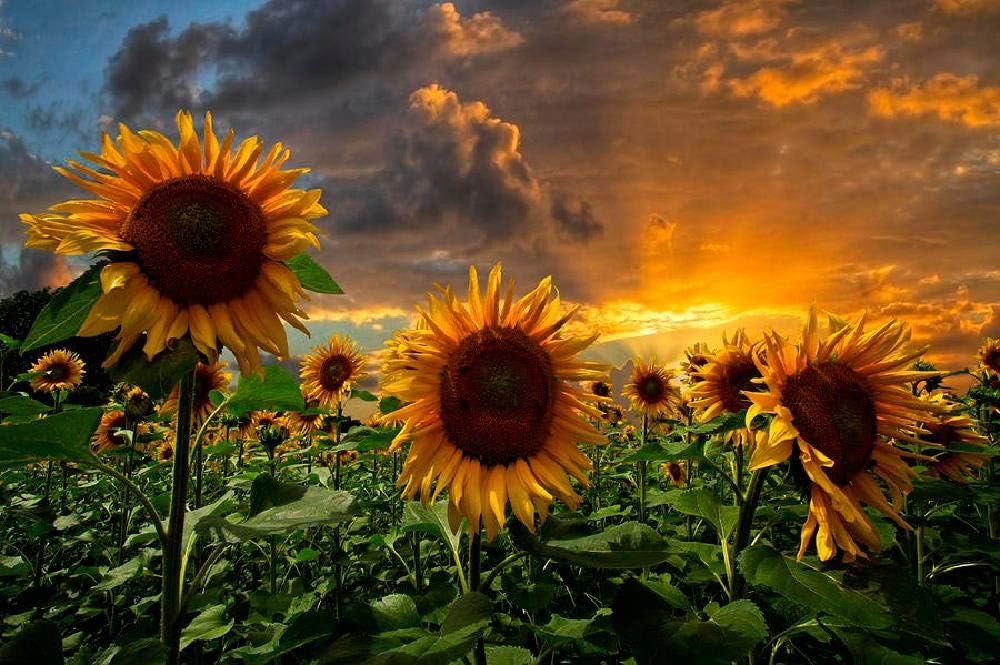 Adult 1000 Piece Jigsaw Puzzle -Wooden Puzzle- Sunrise Sunflower Field Pattern - Can be Used as a Modern Home Decoration