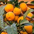 2 American Persimmon Tree for Planting, Persimmon Tree Live Plant, 6 to 12 Inch Tall, Large Sweet Fruit, No Shipping to CA