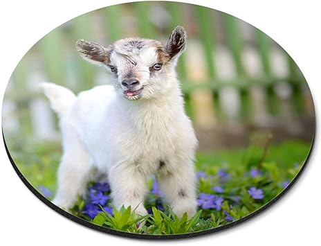 Cute Little Baby Goat Animals Farmer Flexible Round Amazon Co Uk Electronics