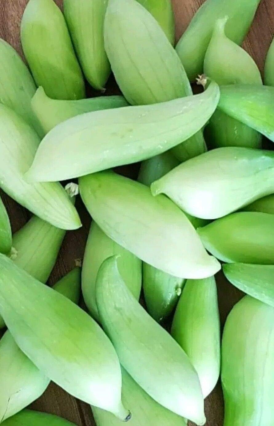 ScoutSeed Pointy Gourd, Chinese Potol Seeds Trichosanthes Dioica12 Seeds New Batch