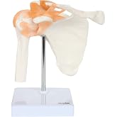 Axis Scientific Life-Size Shoulder Joint Model with Flexible Ligaments | Cast from real bone; 3 bones and 8 flexible ligaments; clear hardware; photo manual identifies 18 structures