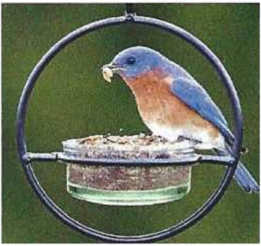 Amazon Com Trenton Gifts Eco Friendly Hummingbird Feeders For