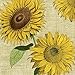 Cocktail Napkins Or Beverage Napkin Caspari Under the Sun 20 Count