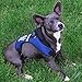 Pets First Seattle Seahawks Harness, Medium