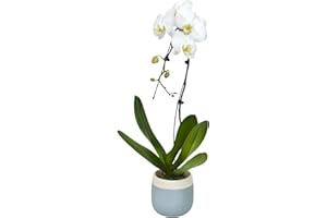 Large White Live Orchids Blooming in 5" Blue & White Orchid Pot, Pet Friendly Live Plant Gifts for Plant Lovers, Approx. 22"+ Tall, Real Houseplants, Phalaenopsis Moth Flowers by Plants for Pets