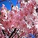 JAPANESE CHERRY BLOSSOM FRAGRANCE OIL - 4 OZ - FOR CANDLE & SOAP MAKING BY VIRGINIA CANDLE SUPPLY - FREE S&H IN USA