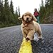 Nulo Freestyle Dry Puppy Food - Grain Free Kibble Recipe with DHA for Brain Development, Available for Large Breed Puppies