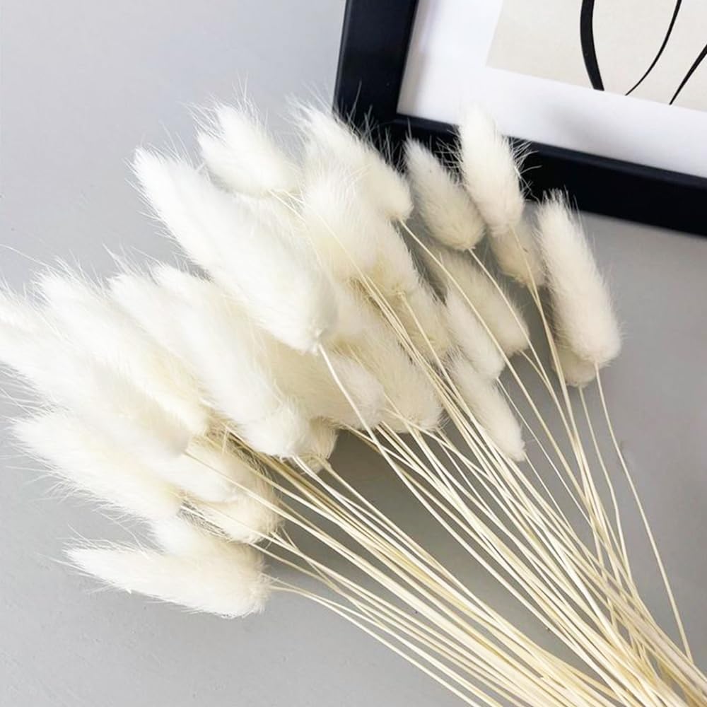 Dried & Preserved Flora - 60PCS Rabbit Tail Grass Dried Flowers Dried Natural Floral Arrangement Bunch Decoration Dried Grass,Eternal Flower Dried Grass for Home,Wedding,Party,Flower Bouquet,Photo Props Decor (White)