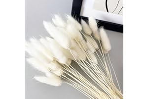 EEAIVNM 60PCS Rabbit Tail Grass Dried Flowers Dried Natural Floral Arrangement Bunch Decoration Dried Grass,Eternal Flower Dried Grass for Home,Wedding,Party,Flower Bouquet,Photo Props Decor (White)