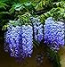 Bicolor Purple Wisteria Seeds 40 Seeds Upc 650327337114
