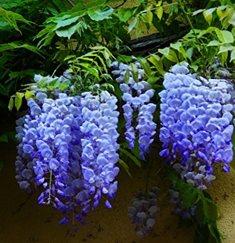 Bicolor Purple Wisteria Seeds 40 Seeds Upc 650327337114