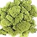 Reindeer Moss Preserved Green Moss for Fairy Gardens, Terrariums, Any Craft or Floral Project or Wedding Other Arts (Chrtreuse 2.5oz)