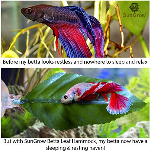 betta fish on leaf hammock