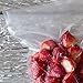 Avid Armor Vacuum Sealer Bags 100 Quart 8x12 Inch and 100 Pint 6x10