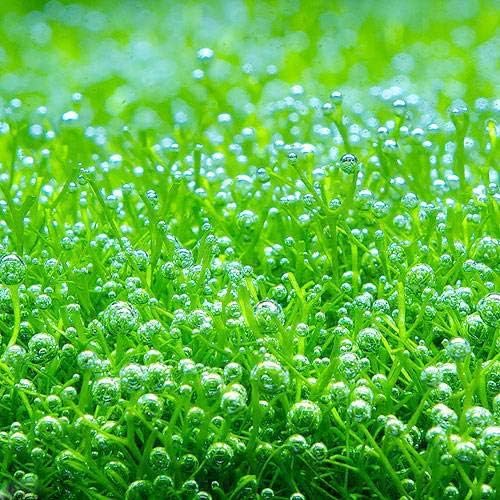 Amazon 水草 リシア 無農薬 １パック分 北海道航空便要保温 Charm チャーム 生体水草 通販
