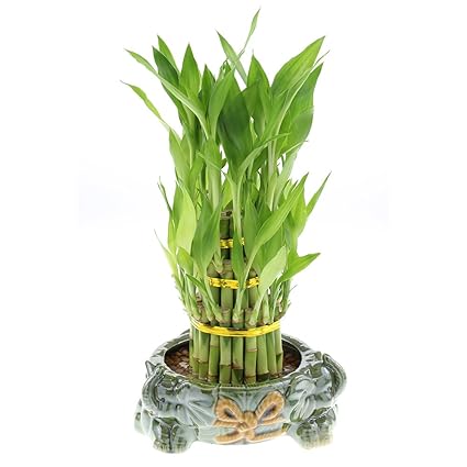 Nw Wholesaler Green Ceramic Round Frog Planter Pot Home Decor