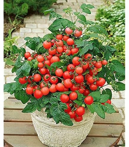 Non-GMO Vegetable Seeds 110 Bonsai Tomato Seeds - Heirloom, Non-GMO, Easy  To Grow In Pots For Indoor Or Outdoor Gardening Potted Tomato Plants